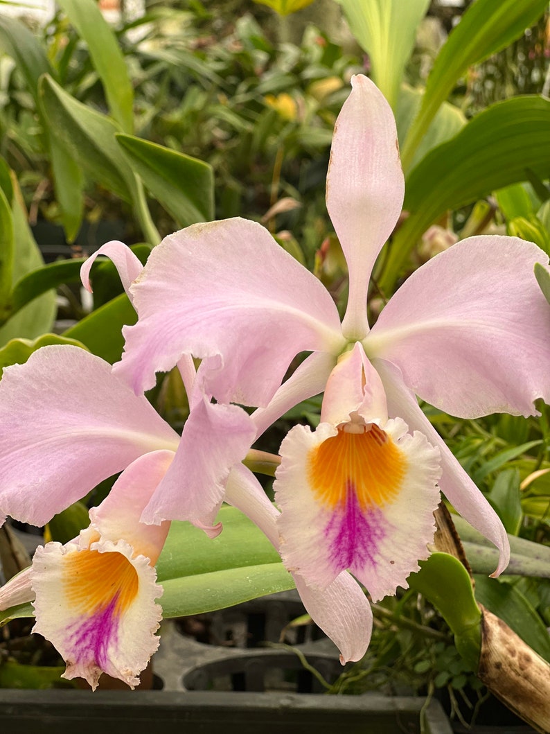 Species Fragrant orchid/ Collection species/ Cattleya gaskelliana/ 2 pot. image 1