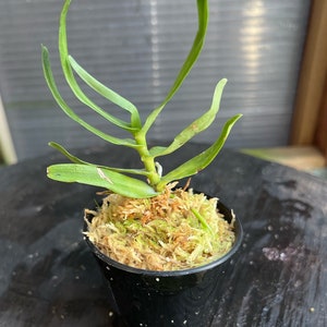 Fragrant Species orchid/ Oeoniella polystatachys/ Compact plant / blooming size 2 1/2 nursery pot image 3