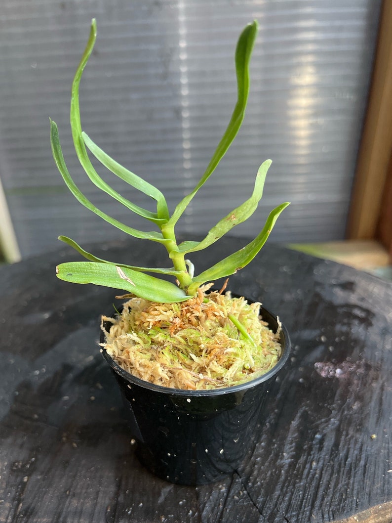 Fragrant Species orchid/ Oeoniella polystatachys/ Compact plant / blooming size 2 1/2 nursery pot image 3