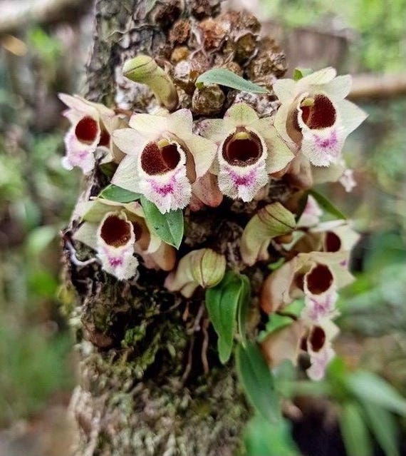 A Miniature Species Orchid/ Dendrobium Hekouense / Blooming Size