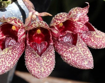 A cute species orchid/  Bulbophyllum frostii / 3” nursery pot.