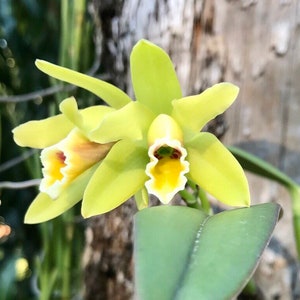 Fragrant species orchid/ mini cattleya luteola 4N/ 2 nursery pot. image 4