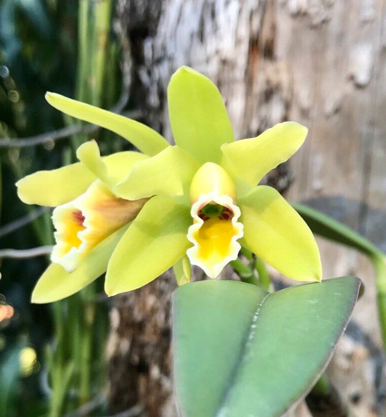 Fragrant species orchid/ mini cattleya luteola 4N/ 2 nursery pot. image 4