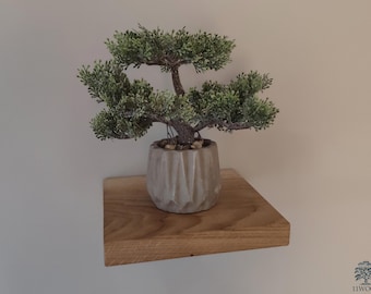 Può includere: Un piccolo bonsai in vaso con foglie verdi si trova su uno scaffale di legno. Lo scaffale è in legno naturale e ha un aspetto rustico.