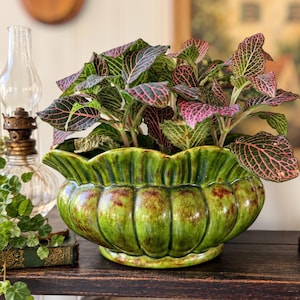 Puede incluir: Una maceta de cerámica con borde festoneado y acabado en verde oliva moteado, que contiene una planta Fittonia de hojas verde oscuro con venas rosas. El recipiente en forma de cuenco presenta estrías verticales y un borde ancho.