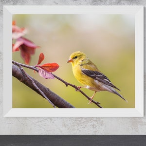 Photo numérique Chardonneret élégant | Impression d&#39;art mural chardonneret, impression oiseau jaune, téléchargement numérique, grand chardonneret imprimable. Obtenez le vôtre aujourd&#39;hui !