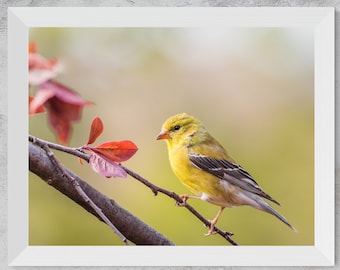 Eastern Goldfinch Digital Photo | Goldfinch Wall Art Print, Yellow Bird Print, Digital Download, Large Printable Goldfinch. Get Yours Today!