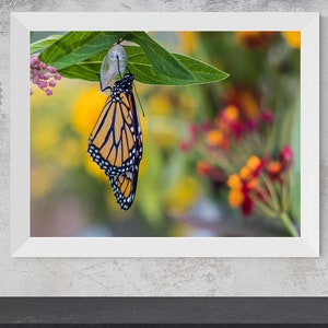 Monarch Butterfly on Chrysalis Digital Photo | Monarch Wall Art Print, Digital Download, Large Printable Monarch Butterfly. Get Yours Today!