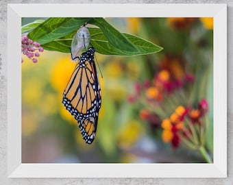 Fotografía de crisálida de mariposa monarca / Lámina decorativa de gran tamaño para pared (descarga digital)