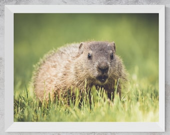 Lámina fotográfica de cría de marmota / Decoración de pared con motivos de fauna salvaje (descarga digital)
