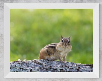 Fotografía de ardilla listada / Lámina artística de fauna silvestre juguetona (descarga digital)