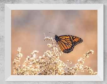Fotografía de mariposa monarca sobre flores secas / Lámina decorativa para imprimir (descarga digital)