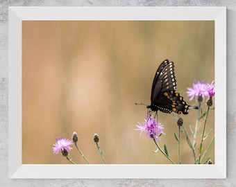 Lámina fotográfica de mariposa cola de golondrina negra / Arte mural imprimible (descarga digital)