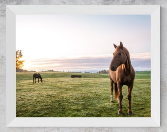 Fotografía de un caballo al amanecer en un campo / Lámina decorativa de gran tamaño para imprimir (descarga digital)