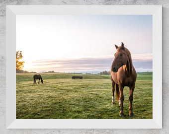 Horse in Field at Sunrise Digital Photo | Wall Art Print, Digital Download, Large Printable Horse Photo, Horse Wall Art.  Get Yours Today!