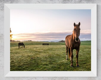 Fotografía de un caballo al amanecer en un prado / Arte rústico para pared (Descarga digital)