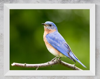 Fotografía impresa de un azulejo oriental / Arte mural de aves (descarga digital)