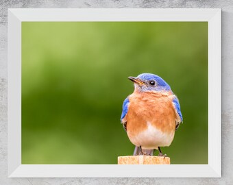 Fotografía de un pájaro azul posado / Lámina decorativa de pájaros para imprimir (Descarga digital)