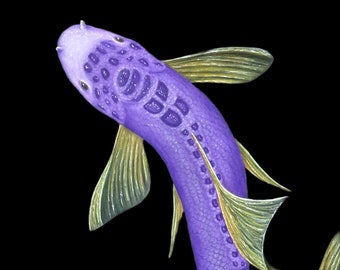 Butterfly Koi Fish