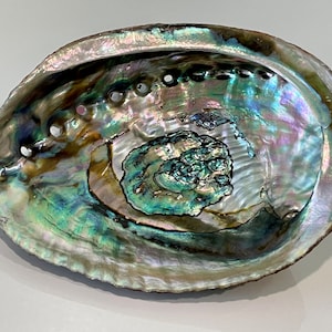 Abalone Shell