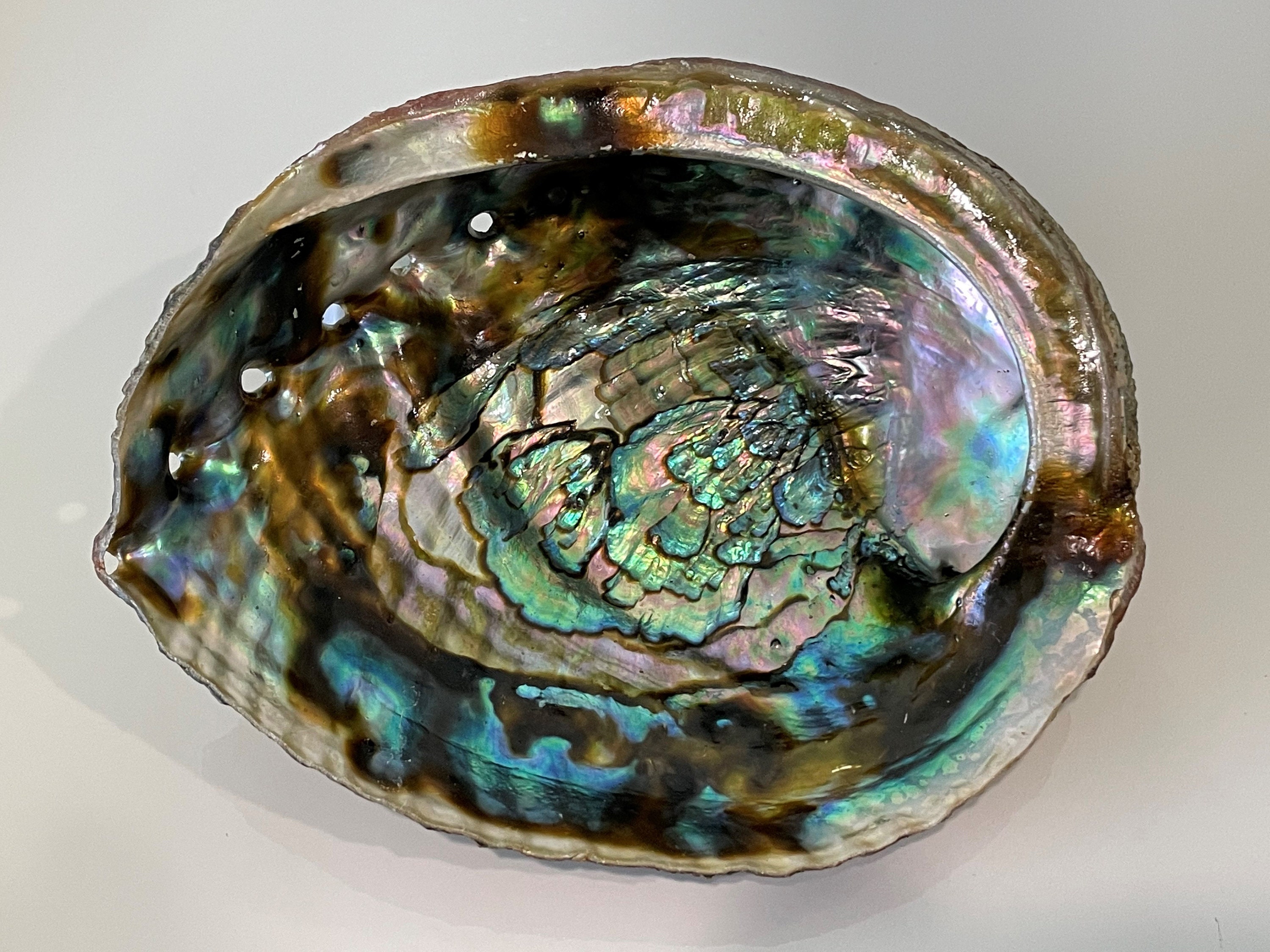 Albourne Shell Abalone Shell - Etsy