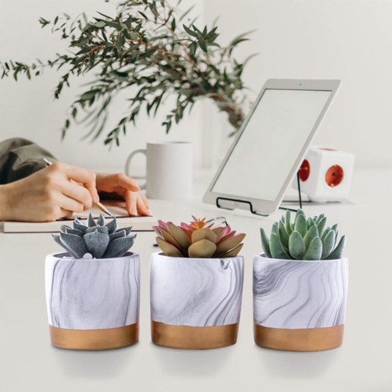 Three Piece Succulent Plant Set Three Piece Succulent Plant Set