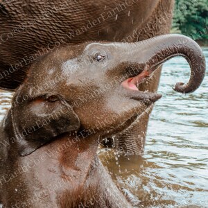 Junge Baby Elefant Foto, SVG Digital Download, Wandkunst, druckbar, Wildlife Animal Photography, Natur Bild, Home Dekor, Bildschirmschoner