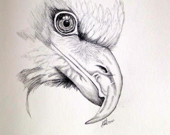 Cabeza de águila de cola en cuña de Tasmania, impresión de dibujo de pared digital