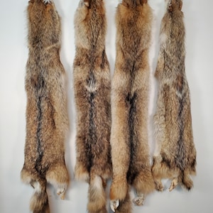 Coyote Fur Pelt