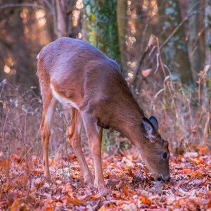 Download digitale - Great Smoky Mountains - Montagne - Fotografia - Cervo - Natura - Viaggi - Belle Arti - Arte - Foto - Carta da parati - Autunno