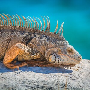 Everglades - Florida - Digital Download - Wildlife - Nature - Photography - Park - Fine Art - Art - Iguana - Summer - Animal - Lizard