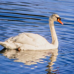 Cigno - Uccello - Download digitale - Fotografia - Animale - Fauna selvatica - Carta da parati - Colorado - Natura - Denver - Cigno muto - Viaggio