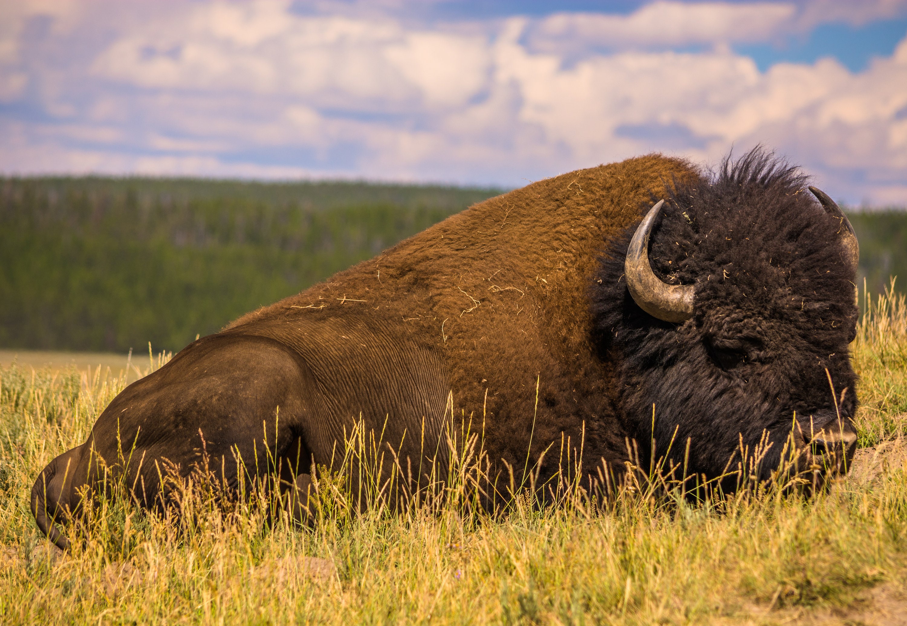 デジタルダウンロード - バイソン - バッファロー - イエローストーン