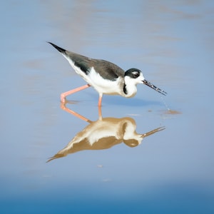 Palafitte dal collo nero - Everglades - Florida - Fotografia - Uccello - Animale - Belle Arti - Arte - Carta da parati - Download digitale - Foto - Natura