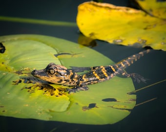 Everglades Baby Alligator Photo: Florida Wildlife Art (Digital Download)