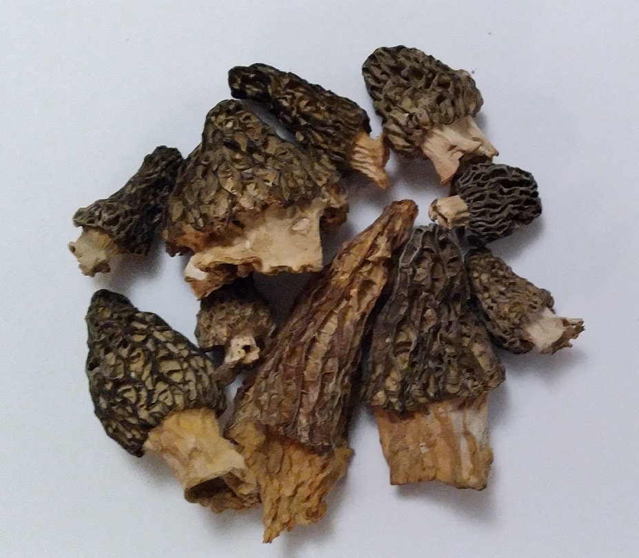 Wisconsin Morel Mushroom Spores Growing Morels In Your, 56 OFF