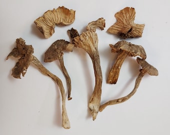 Yellowfoot Chanterelle Mushroom (Craterellus tubaeformis) Dry 1 oz