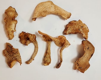 Bellybutton Hedgehog Mushroom (Hydnum umbilicatum) Dry 1 oz