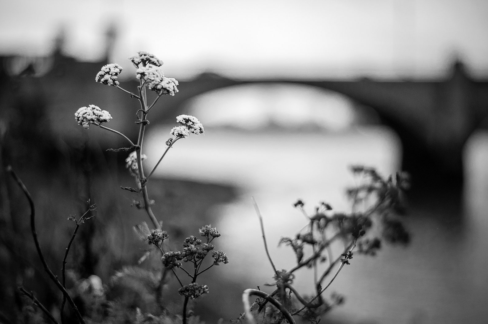 Black & White Photo Download Wild Flowers Near Cobden - Etsy
