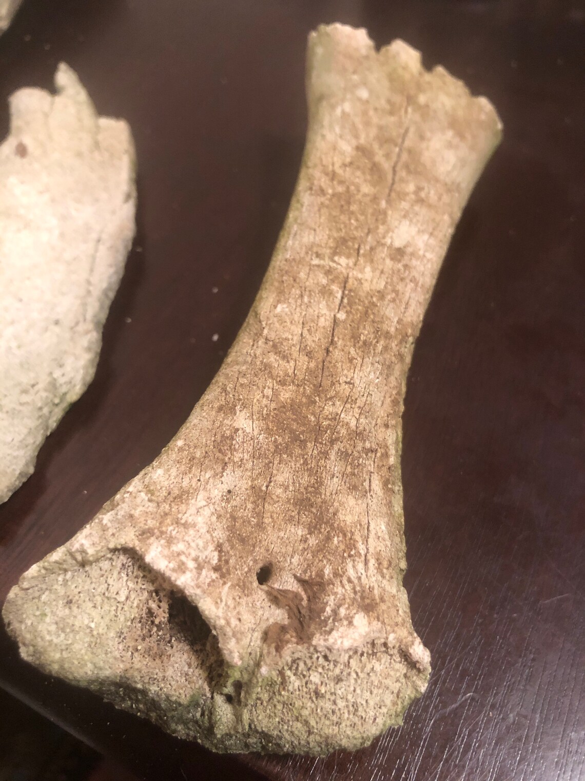 Vintage real cow bones Etsy