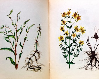 Livre de recettes de phytothérapie : guide botanique vintage avec illustrations