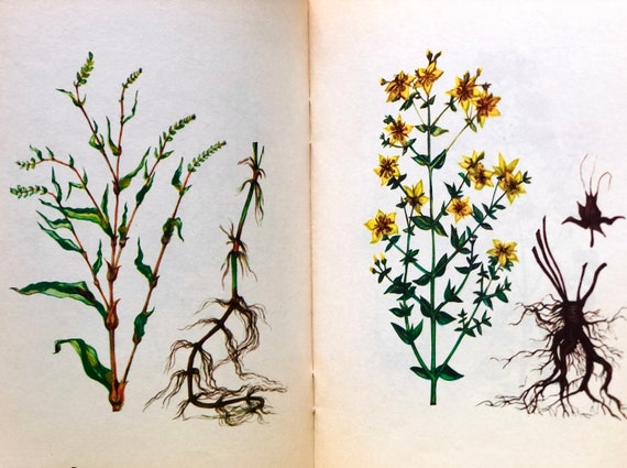 Recetas de hierbas medicinales Libro de botánica de hierbas - Etsy México