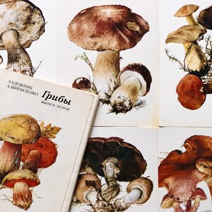 Scrapbooking Art di funghi, set di cartoline russe, 16 illustrazioni botaniche di funghi dall'URSS