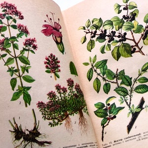 Ukrainian Medicinal Plants Botany Book, 16 Illustrated Botanical Ephemera, Healing Herbs