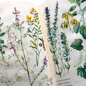 Vintage Botanisches Buch mit 24 bebilderten Seiten, Heilpflanzen und Heilkräuter, Botanikbuch