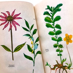 Medicinal Herbs Book, Vintage Botanical Ephemera, 32 Plant Illustration, Botany Book