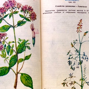 Botanik Pilzbuch, 246 Botanische Illustration für Scrapbooking, Pilze, Heilkräuter und Heilpflanzen