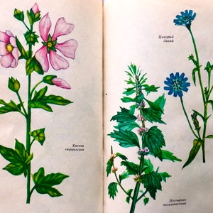 Botanikbuch mit 32 botanischen Ephemera, Kräuterbuch für Scrapbooking, russische Heilpflanzen