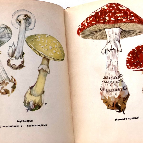 Vintage Mushroom Book, 32 Botanical Ephemera for Scrapbooking, Russian Botany Book