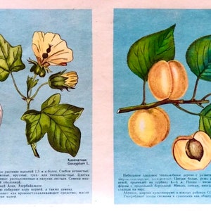 Botanical Book, Medicinal Plants and Healing Herbs, 30 Scrapbooking Ephemera, Vintage Botany Book